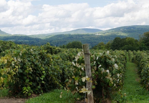 Grape Vineyard Producing Wine